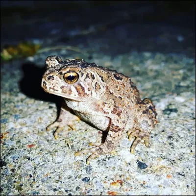 Quelle princesse a aimé un crapaud ?