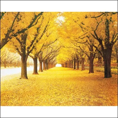 Aimes-tu te promener ?