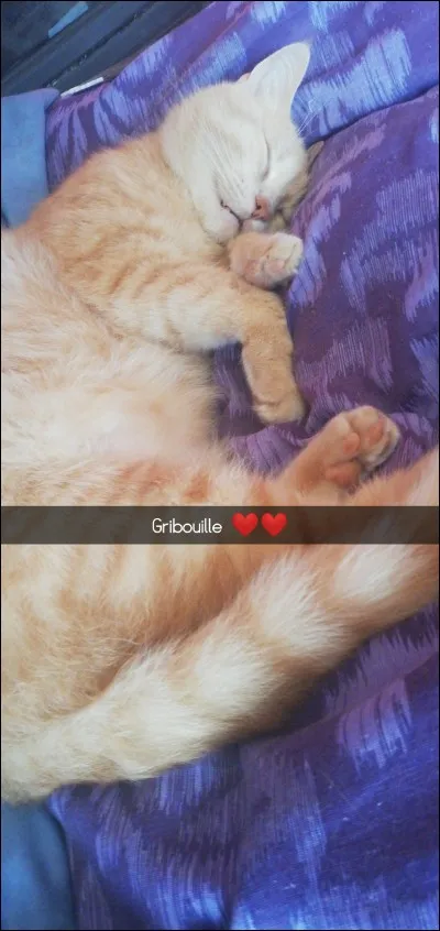 Et pour finir, aimerais-tu être un chien ou un chat ?
(Ne change pas le résultat.)