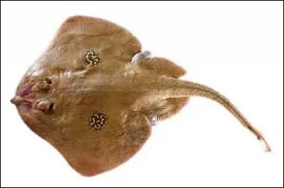 Nos anciens l'enduisaient de gomina, ce nom est aussi celui d'une partie de notre anatomie !