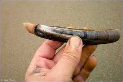 Recoupez la bonne réponse, grâce à votre esprit acéré, et c'est dans la poche ! Il peut être papillon !