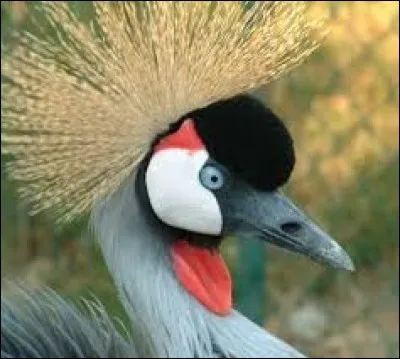 C'est en dansant qu'elle s'exprime, mais elle peut aussi prendre de la hauteur. Il s'agit d'un engin !