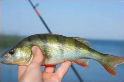 Prenez votre élan, et passez la barre des 15 bonnes réponses !