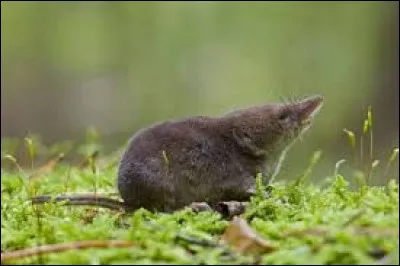 Vous l'utilisez sans aucun doute sur votre ordinateur, à cet instant même !