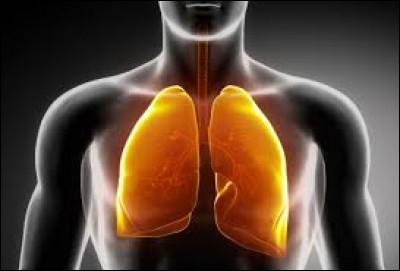 À quelle date espère-t-on mettre au point un poumon artificiel ?