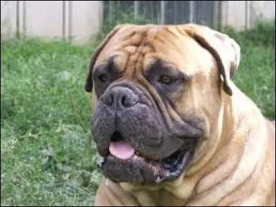 Si un gros chien a 8 ans, quel est son « âge humain » ?