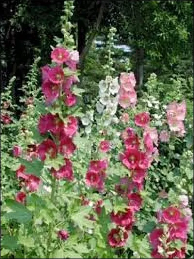 Ces fleurs sont des roses ....