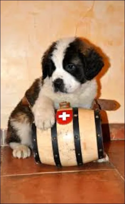 Ce charmant chiot est un ...