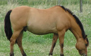 Quiz Galop 1