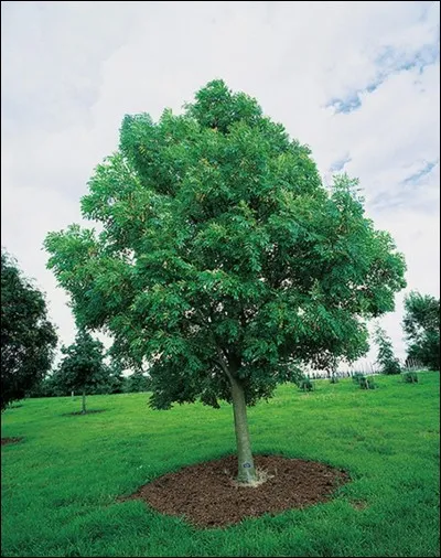Quels sont les fruits du frêne ?