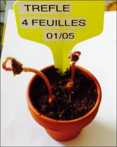 Au rugby, le trèfle est le symbole de l'Irlande.