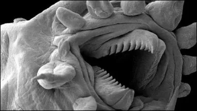 Quel est ce film dans lequel les Fremen utilisent des vers des sables de 400 m de long comme moyen de transport sur la planète Arrakis ?