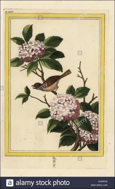 Dans l'argot des marchands de coco, c'est la...