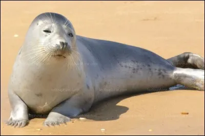 Élément d'un cintre, c'est le...