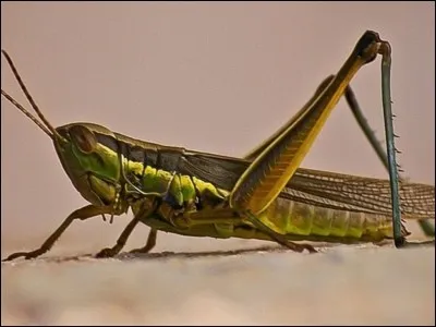 La sauterelle est un :