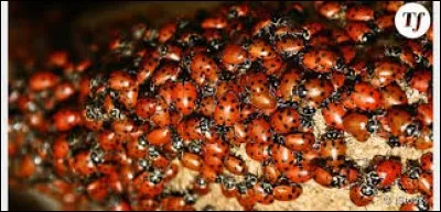 Quelle est la bonne orthographe ?