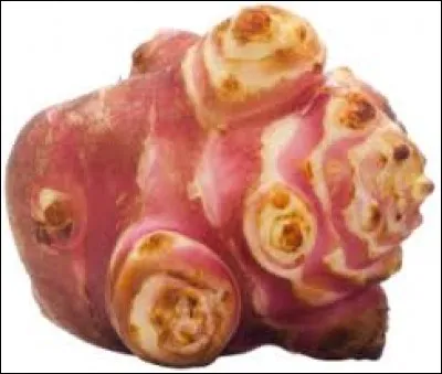 Que voyez-vous sur cette image ?