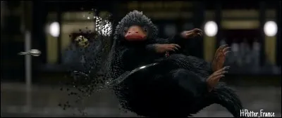 Quelle créature vole tout ce qui brille ?