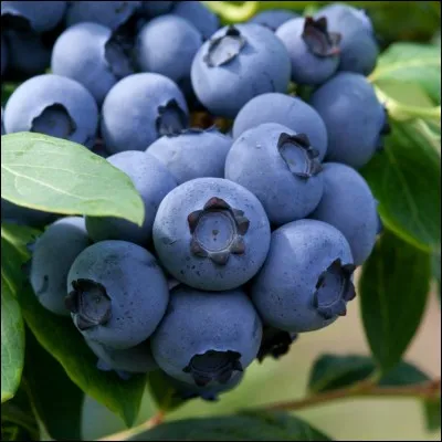 Am&eacute;lie Nothomb a publi&eacute; la nouvelle intitul&eacute;e "Les Myrtilles".