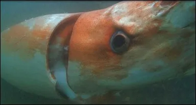 Cette espèce de calamar japonais à une étrange particularité !