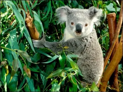 Quel marsupial australien survit en se nourrissant principalement de feuilles d'eucalyptus ?