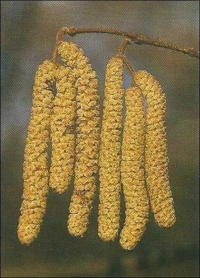 Quel nom porte les fleurs mâles du noisetier ?