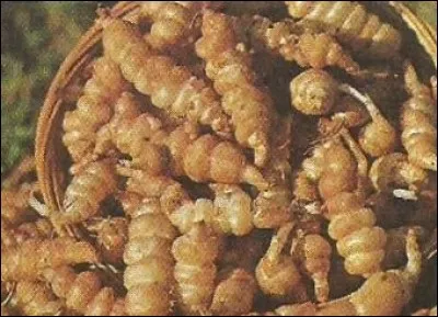 Ce légume porte le même nom qu'une ville de l'Essonne : laquelle ?