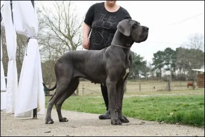 D'où provient la race du dogue allemand ?