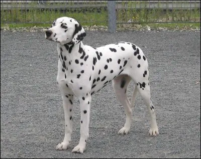 Cette race est devenue le symbole iconique de tous les pompiers. Quelle est-elle ?