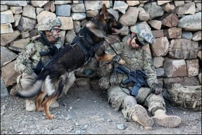 Environ combien de chiens participent au programme canin du département américain de la Défense ?