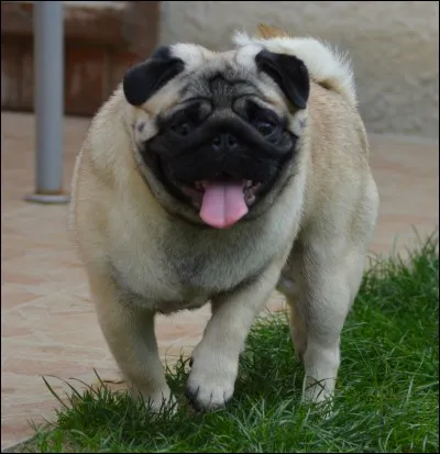 Quelle est cette race de chien ?