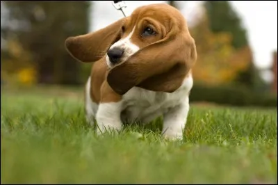 Dérivée du mot "bas" auquel on ajoute un suffixe, et ayant pour signification "plutôt bas", de quelle race s'agit-il ?