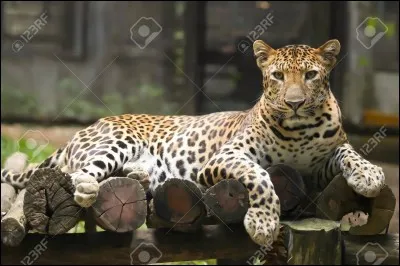 Quel est ton animal pr&eacute;f&eacute;r&eacute; ?