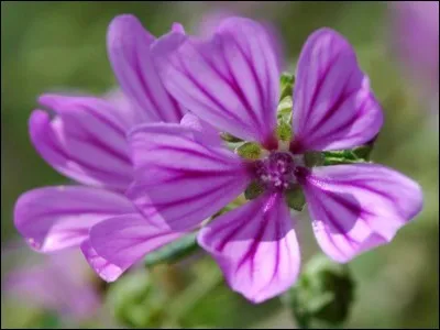 Quelle est ta couleur pr&eacute;f&eacute;r&eacute;e ?