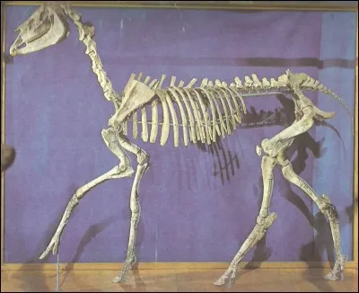 Quel est cet ancêtre du cheval, apparu au pliocène, en Amérique ?