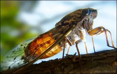 Allumé en plein midi !