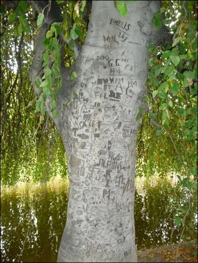 Lequel de ses arbres ne se trouve pas en France ?