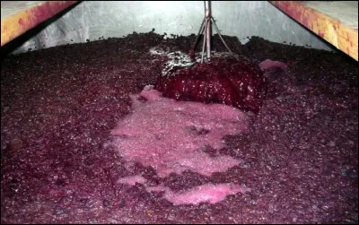 Quel nom donne-t-on au jus de raisin non fermenté, constituant la matière première de la vinification ?