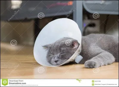 Que faut-il faire lorsque notre chat a l'air de ne pas aller très bien ?