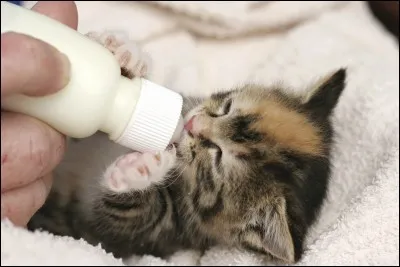 À partir de quel âge un chaton peut-il quitter sa mère ?