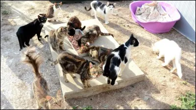 À partir de quel âge peut-on stériliser, castrer son chat ?