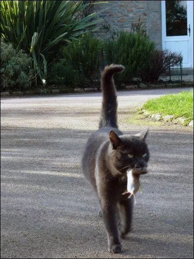 Faut-il laisser son chat manger des souris ?