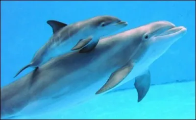 Comment s'appelle le bébé du dauphin ?
