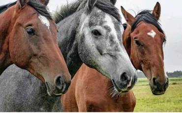 Quiz Galop 1