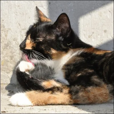 Si le chat se lèche énormément, cela signifie :