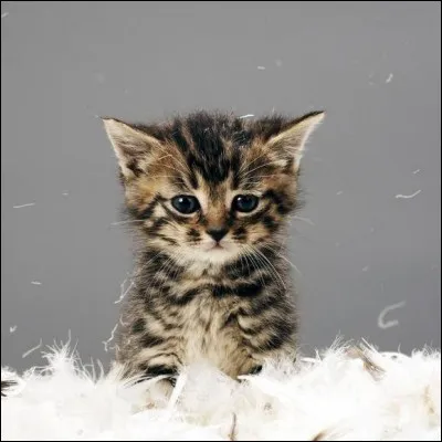 Et combien de temps dure la gestation chez la chatte ?