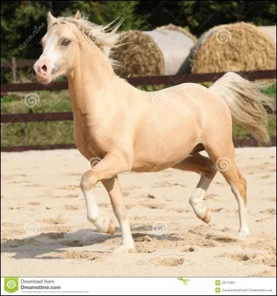 Quelle robe préfères-tu ?