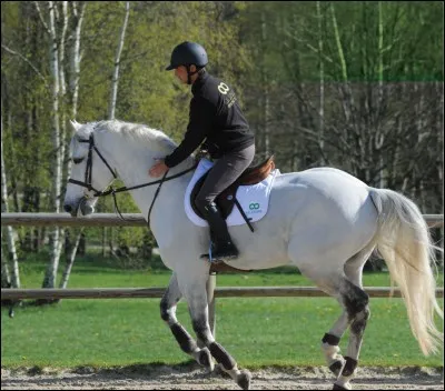 Quel cavalier voudrais-tu ?