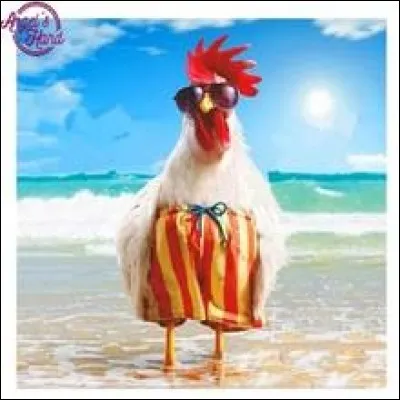 Mais comment dit-on "poule" ?