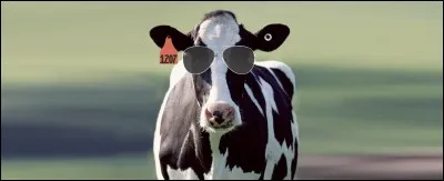 Quel animal est-ce, en espagnol ?